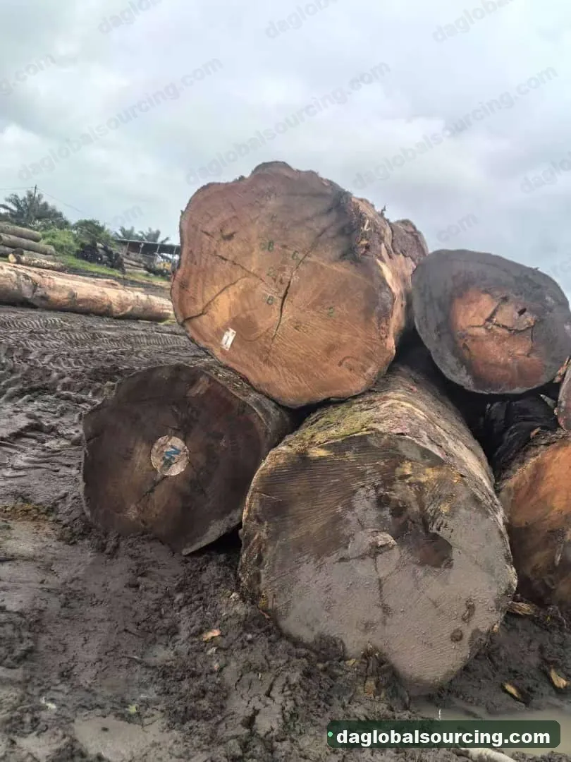 Tali (Ironwood) logs from Congo — goods a Vietnam buyer wants