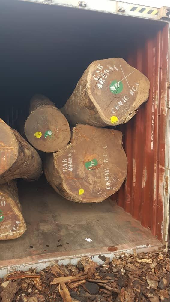 Marked Pachyloba logs loaded in a shipping container