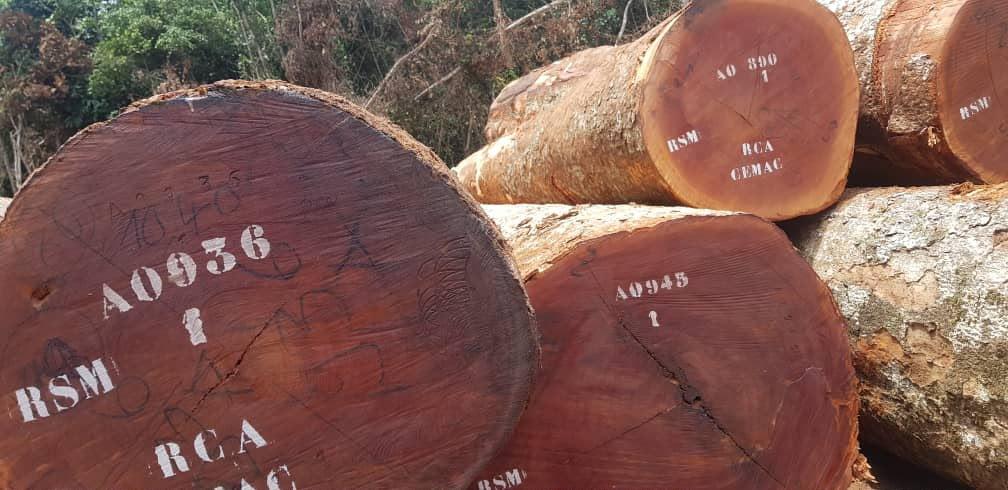 Sapelli logs lying in a log yard